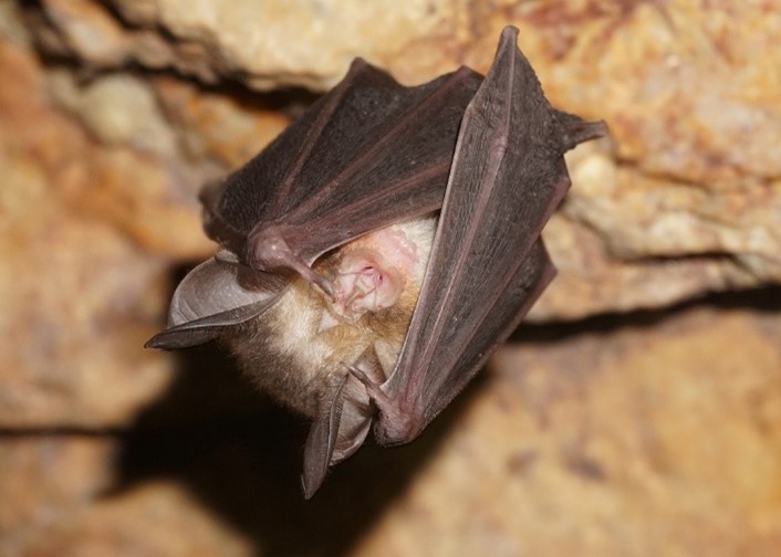 Rhinolophe euryale