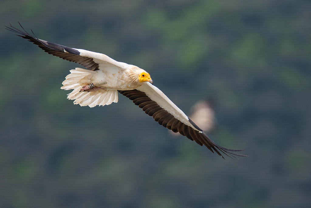Vautour percnoptere