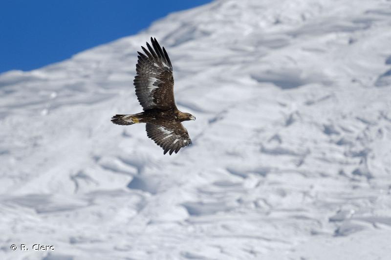 Aigle royal