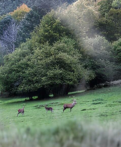 Brame du cerf
