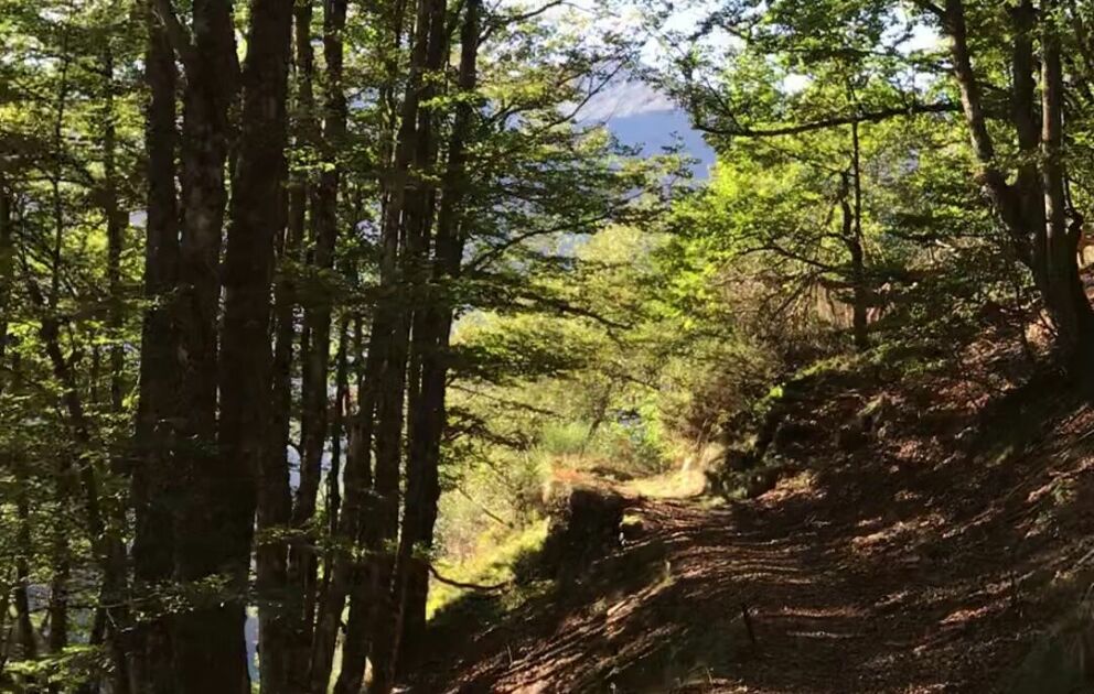 Forêt automne