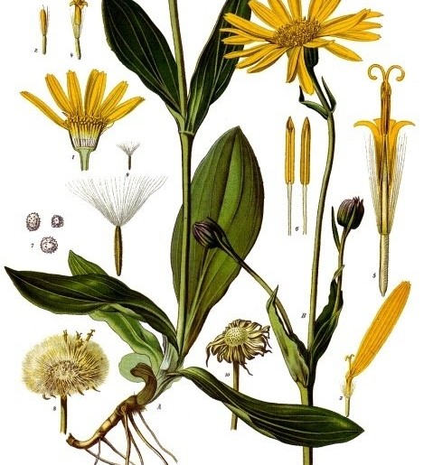 arnica bourg d'oueil