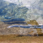 pisciculture-neste-doo-pyrenees31(0)