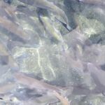pisciculture-oo-pyrenees31