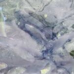 pisciculture-neste-doo-pyrenees31