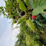ferme-melifruits-sauveterre-pyrenees31