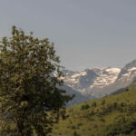 L'Edelweiss