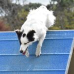 Aristochien-Educationcanine-Pyrenees31
