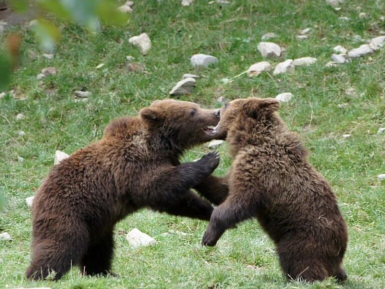 pays-de-l-ours-melles-pyrenees31