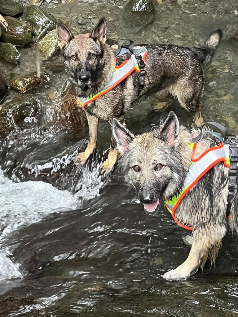 canisnez-educateur-canin-saint-beat-lez-pyrenees31