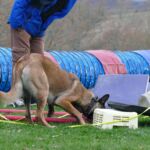 canisnez-educateur-canin-saint-beat-lez-pyrenees31