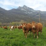 gaec-de-la-pique-st-beat-pyrenees31