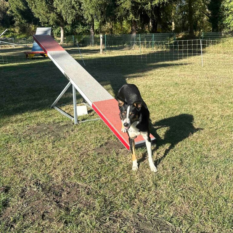 Aristochien-Educationcanine-Pyrenees31