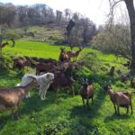 ferme-cap-del-mail-cierp-gaud-pyrenees31