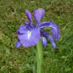 A fleur de montagne Jardin botanique Melles
