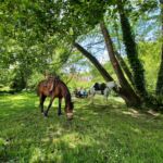 COMITE DEPARTEMENTAL DU TOURISME EQUESTRE 2