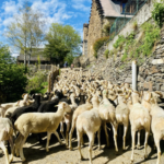 ferme-de-peyrehitteou-gouaux-pyrenees31