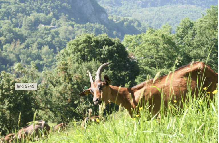 ferme-cap-del-mail-cierp-gaud-pyrenees31