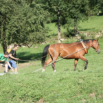 ferme-cap-del-mail-cierp-gaud-pyrenees31