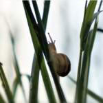 escargot-commingeois-st-bertrand-pyrenees31