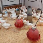 gaec-de-la-pique-st-beat-pyrenees31