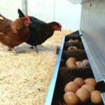 gaec-de-la-pique-st-beat-pyrenees31