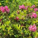 maison-hormiere-vue-mayregne-pyrenees31