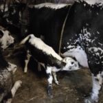 ferme-peyrot-ferme-sauveterre-de-comminges-pyrenees31