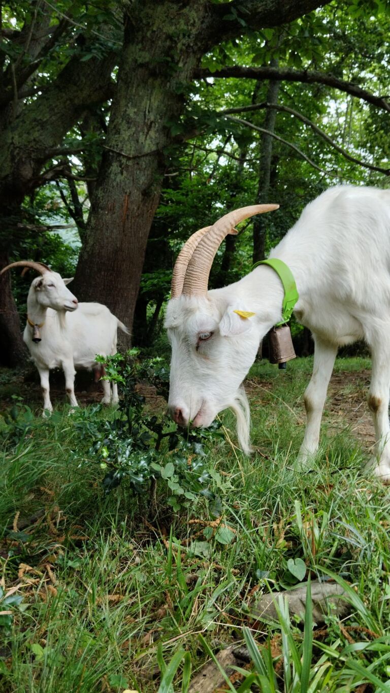 ferme-peyrot-ferme-sauveterre-de-comminges-pyrenees31