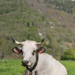 ferme-peyrot-ferme-sauveterre-de-comminges-pyrenees31