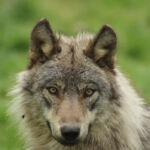 aranpark-loup-saintmamet-pyrenees31