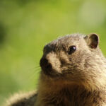 aranpark-marmotte-saintmamet-pyrenees31