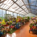 jardinerie-pradel-horticulture-luchon-serrefleurs-pyrenees31
