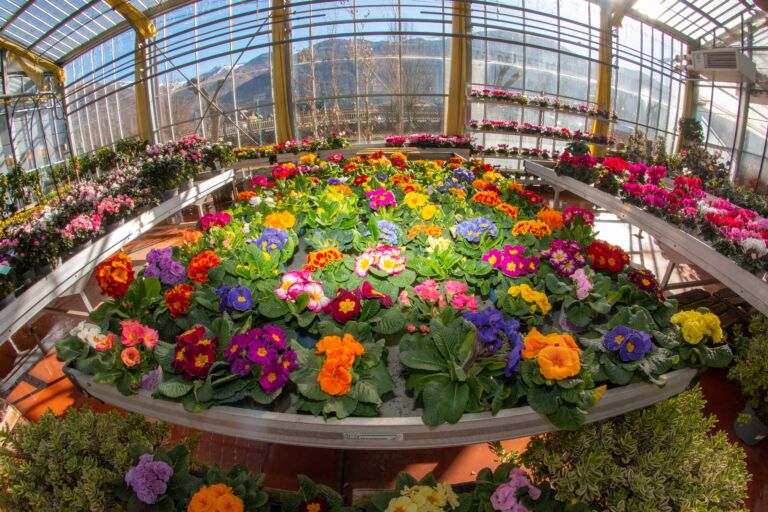 jardinerie-pradel-horticulture-luchon-serre-pyrenees31