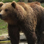 aranpark-ours-saintmamet-pyrenees31