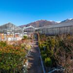 jardinerie-pradel-horticulture-luchon-vieu-pyrenees31