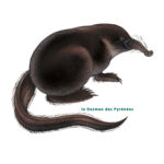 Le Desman des Pyrénées