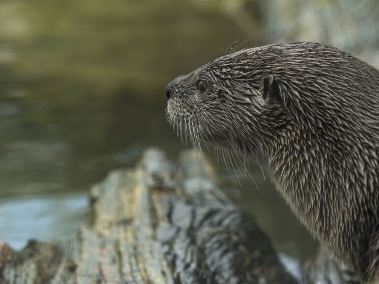 Loutre d'Europe