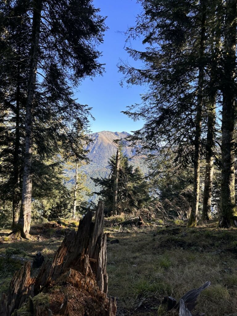 Photo montagne forêt luchonnaise (1)