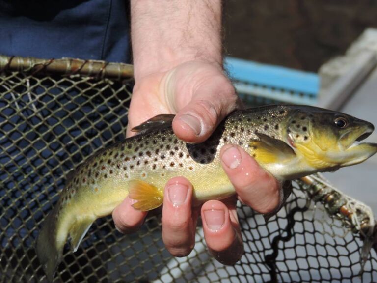 Pisciculture 2 Viviers du Comminges ANTIGNAC