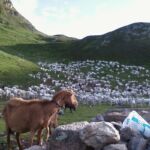 chevre chez justau GOUAUX DE LUCHON