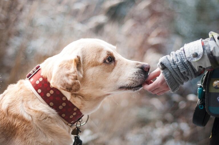 ramon-gardiennage-chiens-luchon-pyrenees31