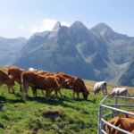 ferme-gery-saint-beat-lez-oeuf-boeuf-pyrenees31