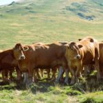 ferme-gery-saint-beat-lez-oeuf-boeuf-pyrenees31 (2)