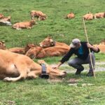 ferme-gery-saint-beat-lez-oeuf-boeuf-pyrenees31 (3)