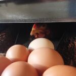 ferme-gery-saint-beat-lez-oeuf-boeuf-pyrenees31