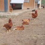 ferme-gery-saint-beat-lez-oeuf-boeuf-pyrenees31