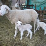 ferme-de-vignaut-malvezie-pyrénées31