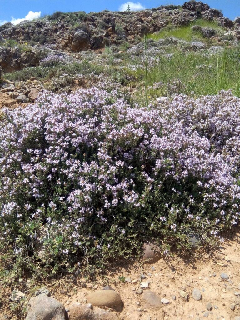 lamontagnemagique-plantes-melles-pyrenees31