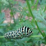 la-pepiniere-le-jardin-de-heyrech-sauveterre-de-comminge-pyrenees31 (3)